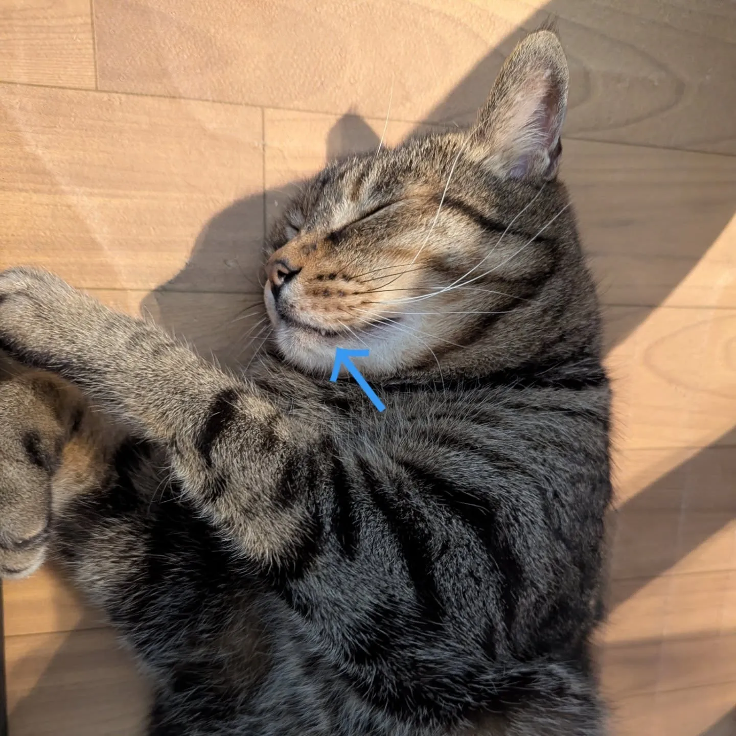 いつもありがとうございます🐱