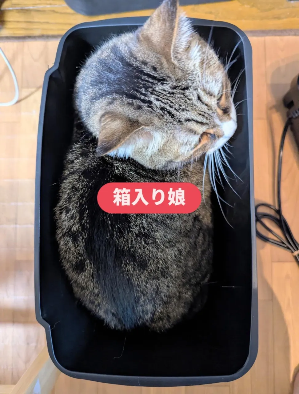 いつもありがとうございます🐱